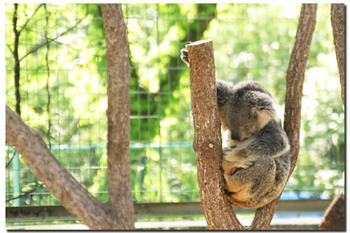 鹿児島県・平川動物園 オーストラリアゾーン コアラ2.jpg